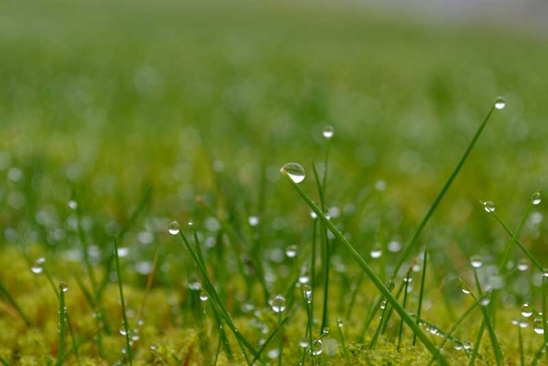 water dew drops in the grass